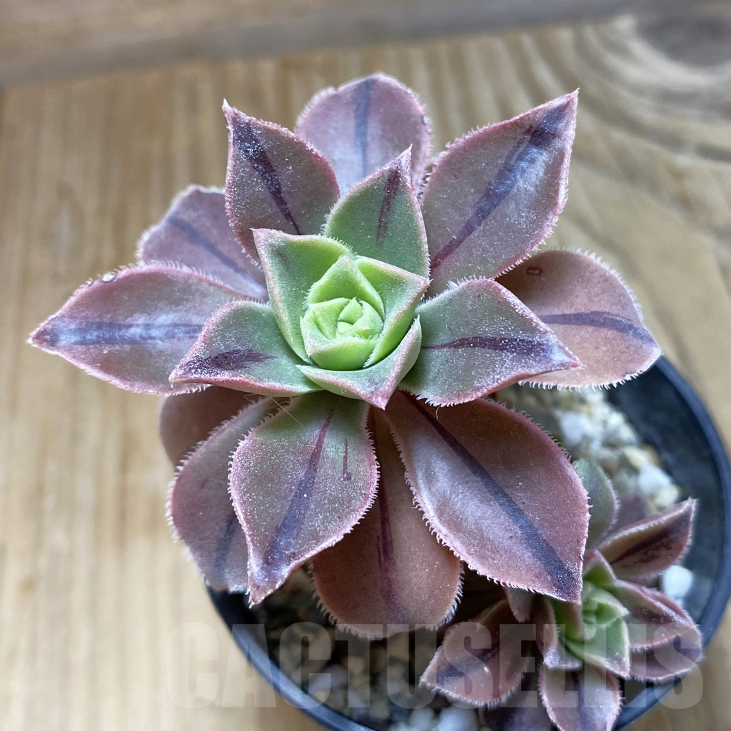 SH9681 Aeonium leucoblepharum