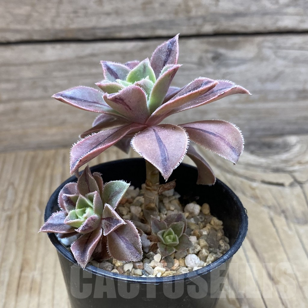 SH9681 Aeonium leucoblepharum - Image 2