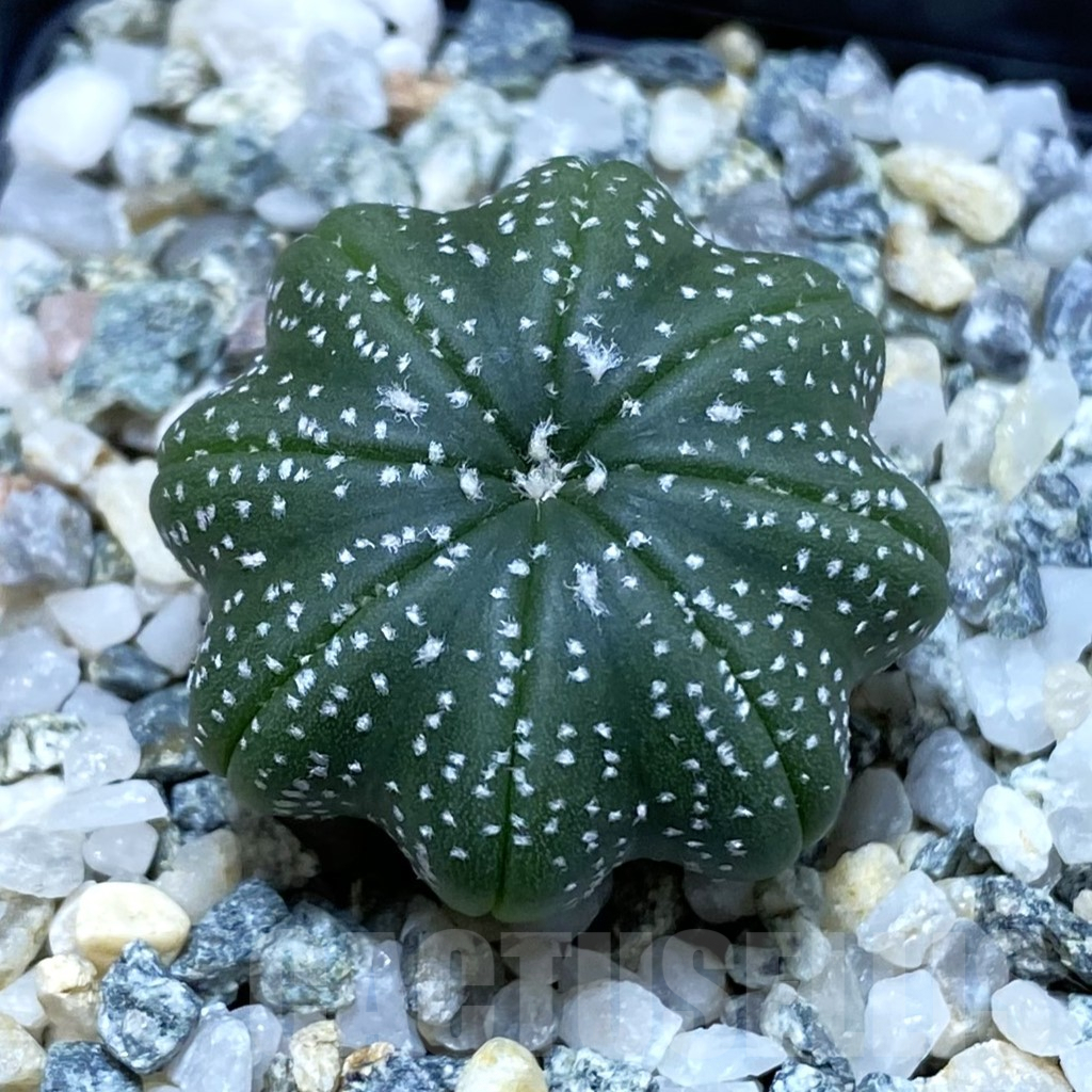 SH9829 Astrophytum asterias ‘Star Shape’