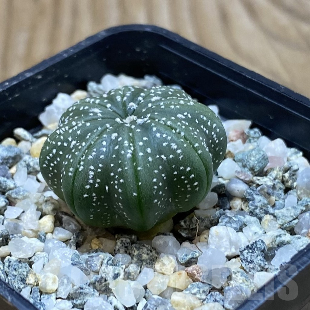 SH9829 Astrophytum asterias ‘Star Shape’ - Obrázek 2