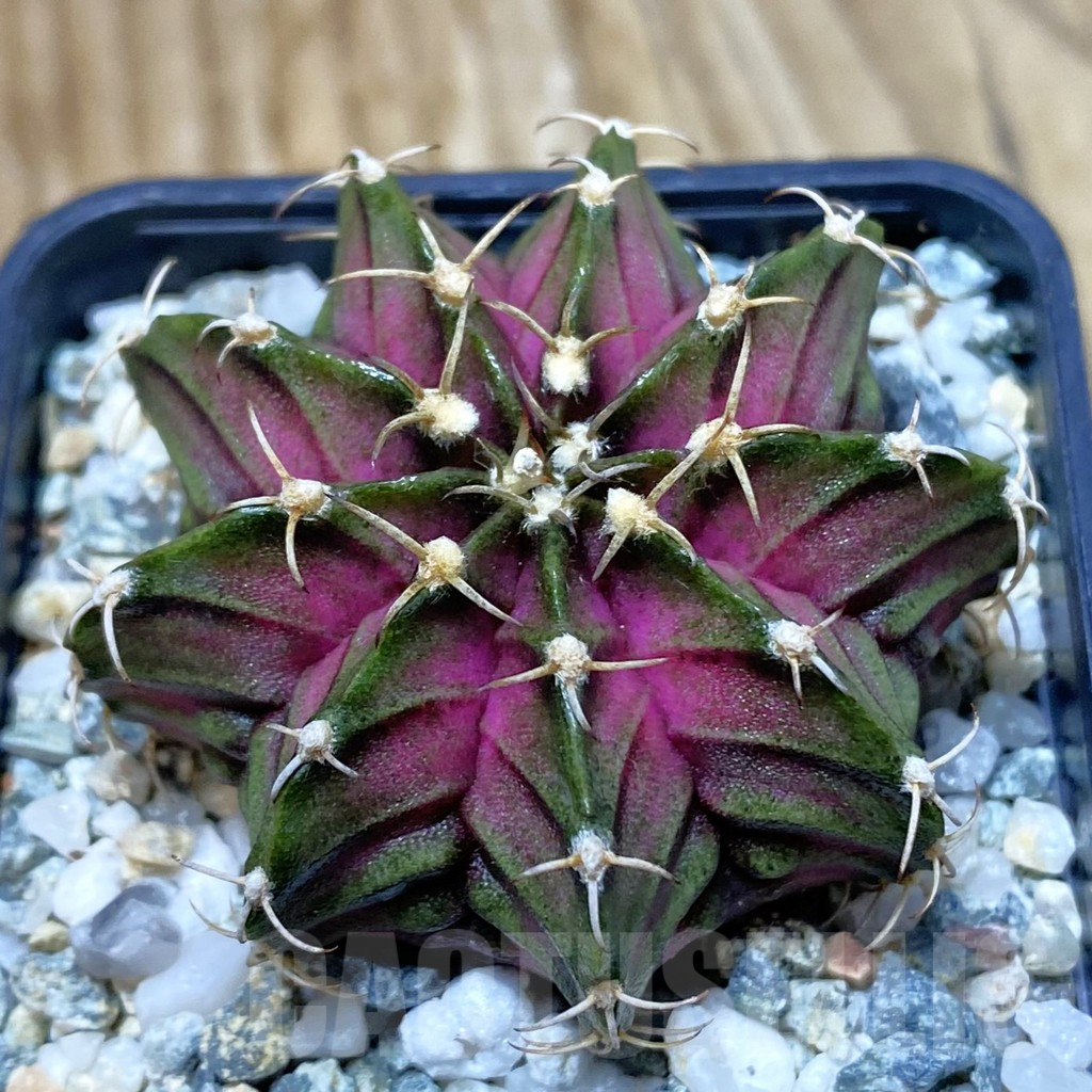 SH9800 Gymnocalycium mihanovichii 'T-Lux', seedling
