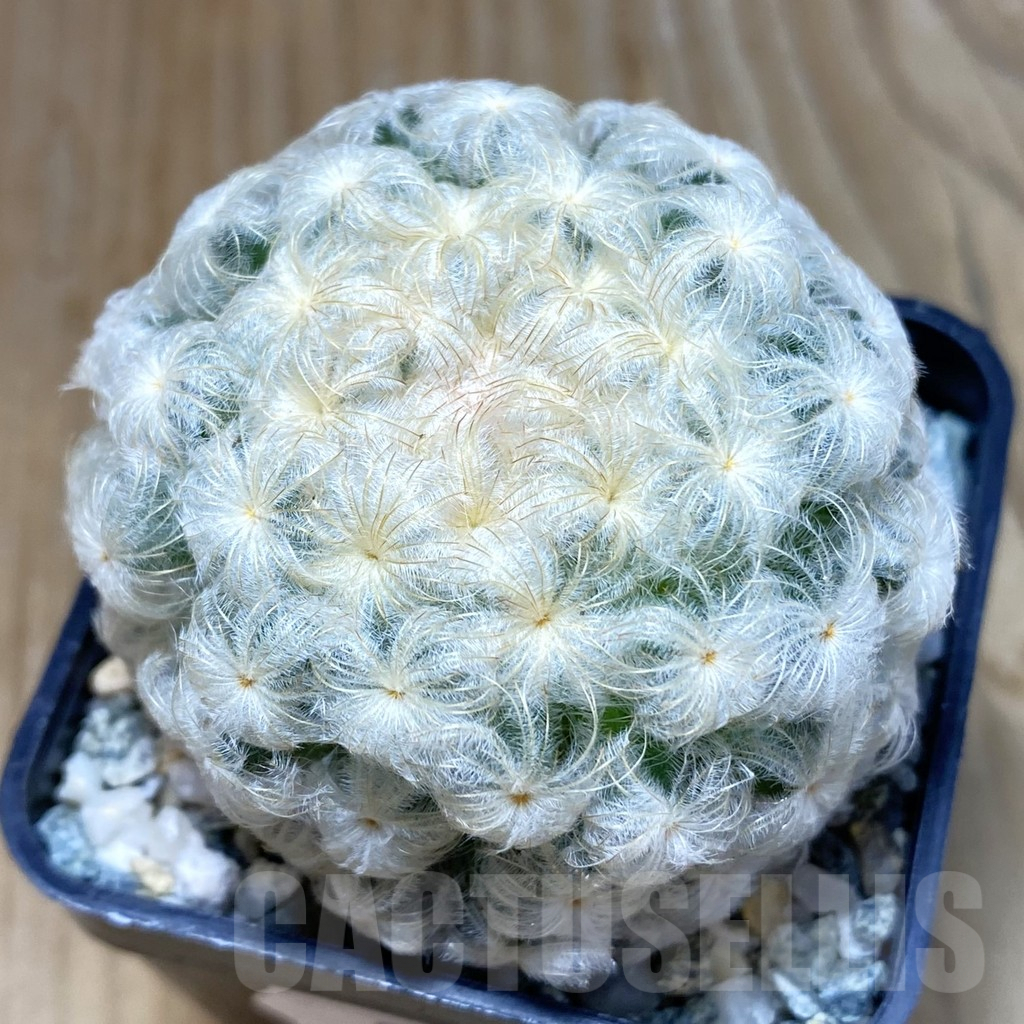 SH9834 Mammillaria plumosa
