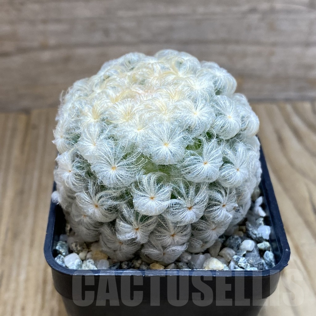 SH9834 Mammillaria plumosa - 画像 (2)