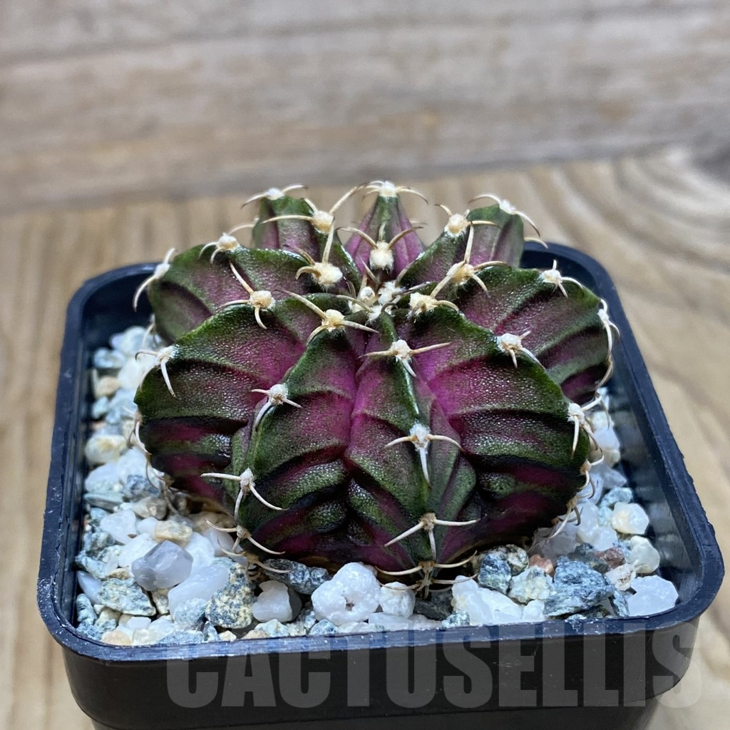 SH9800 Gymnocalycium mihanovichii 'T-Lux', seedling - Obrázek 2