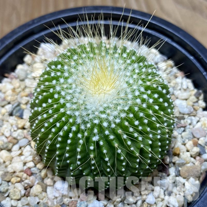 SH9839 Notocactus leninghausii ‘inermis’