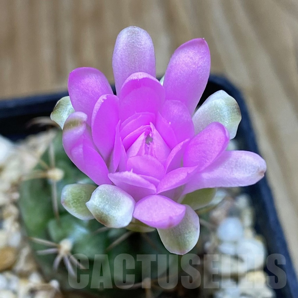 SH9844 Gymnocalycium damsii v. tucavocense