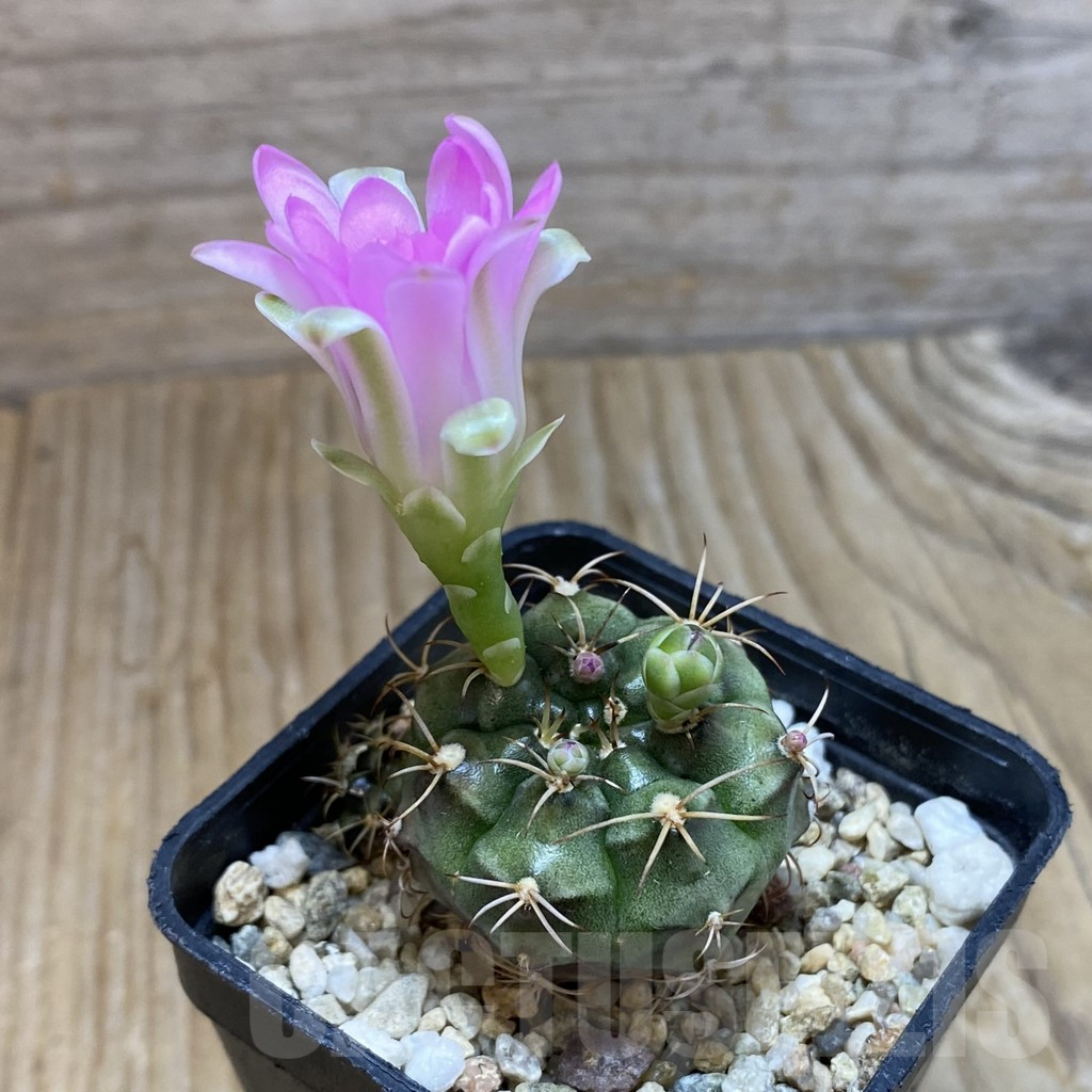 SH9844 Gymnocalycium damsii v. tucavocense - Image 2