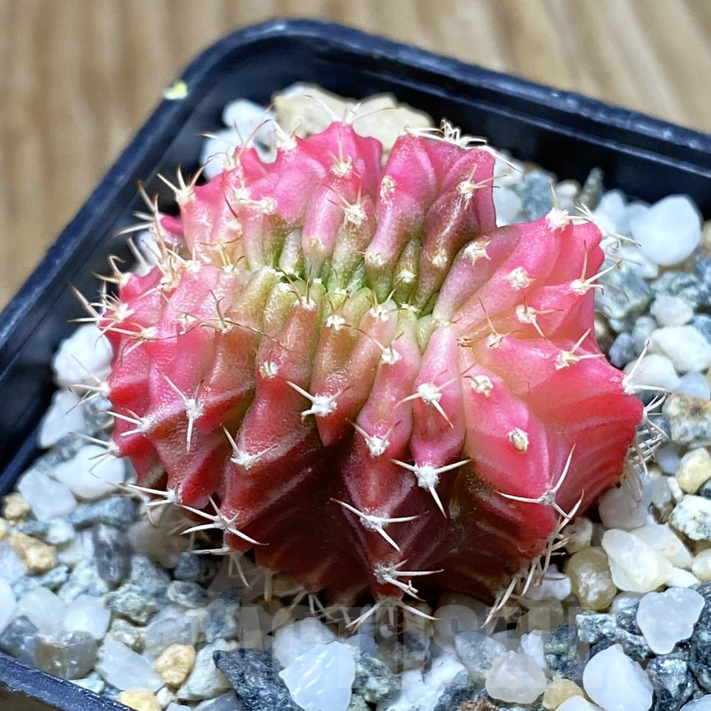 SH9846 Gymnocalycium mihanovichii variegata f. cristata
