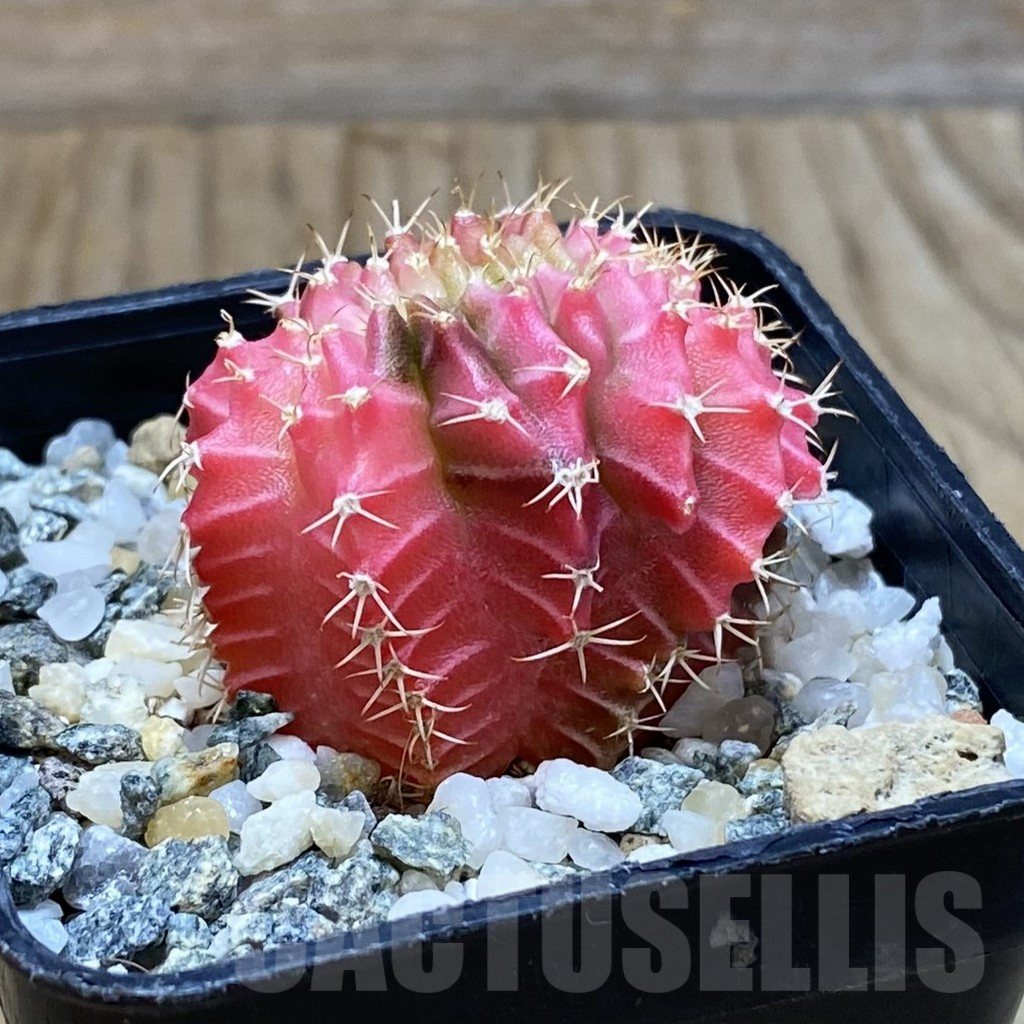 SH9846 Gymnocalycium mihanovichii variegata f. cristata - Image 2