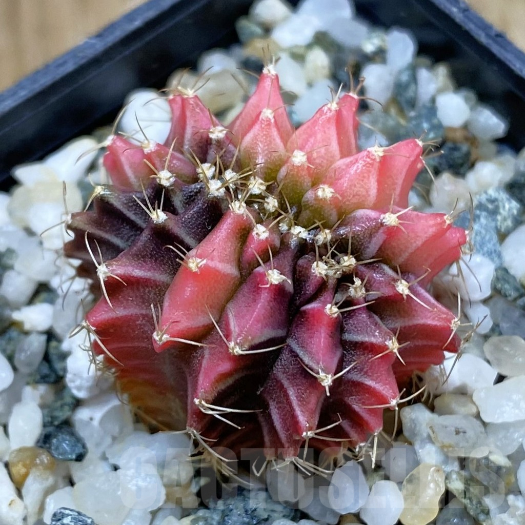 SH9847 Gymnocalycium mihanovichii variegata f. cristata