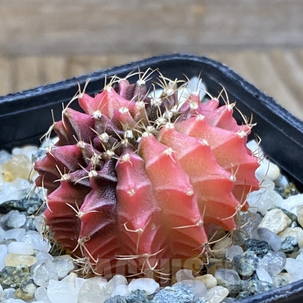 SH9847 Gymnocalycium mihanovichii variegata f. cristata - Image 2