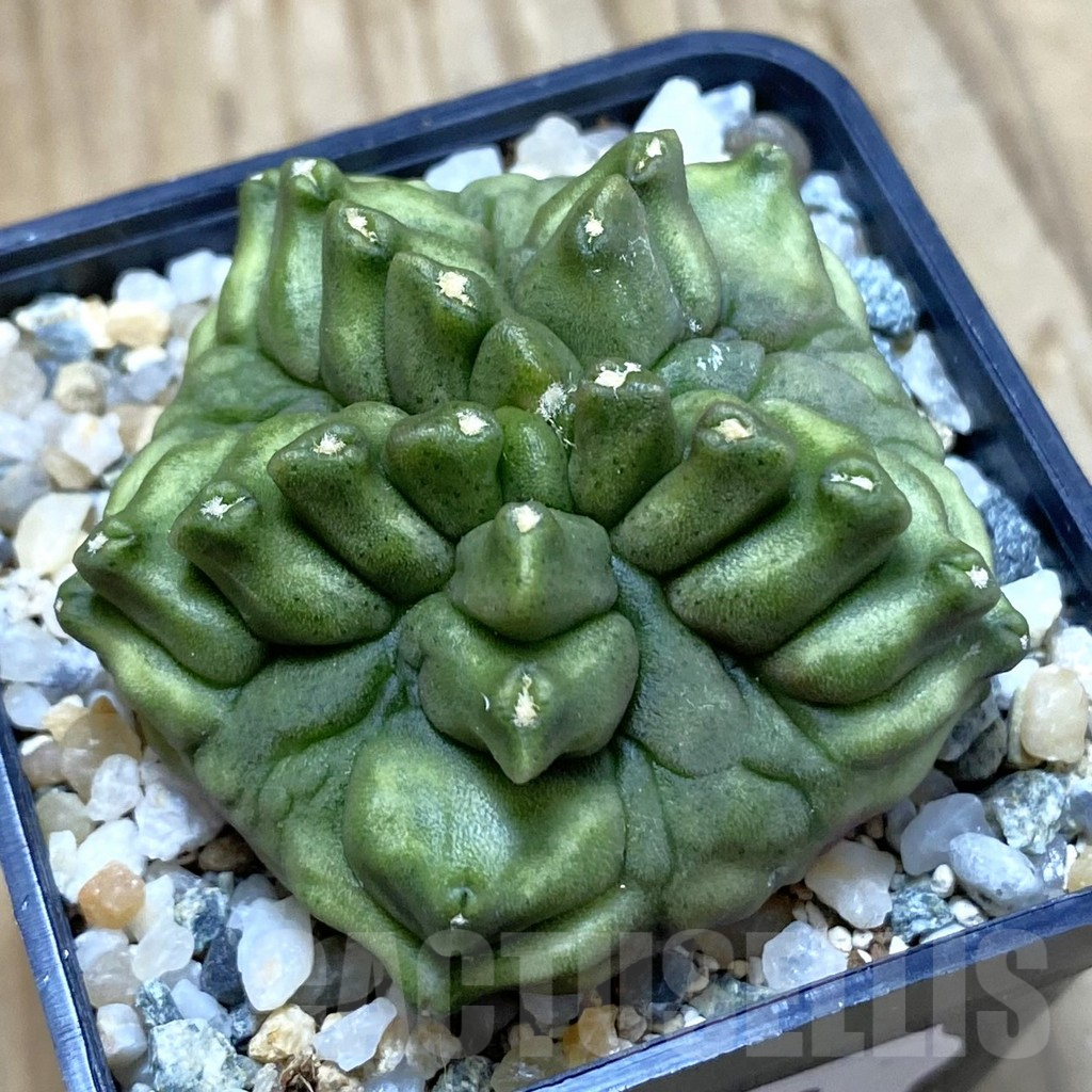 SH9850 Gymnocalycium mihanovichii 'Mulberry'
