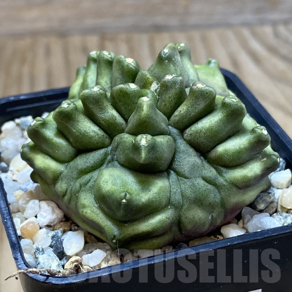 SH9850 Gymnocalycium mihanovichii 'Mulberry' - Image 2