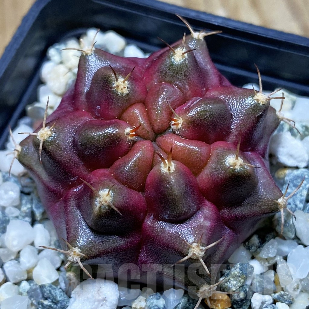SH9852 Gymnocalycium mihanovichii ‘Purple Nebula’