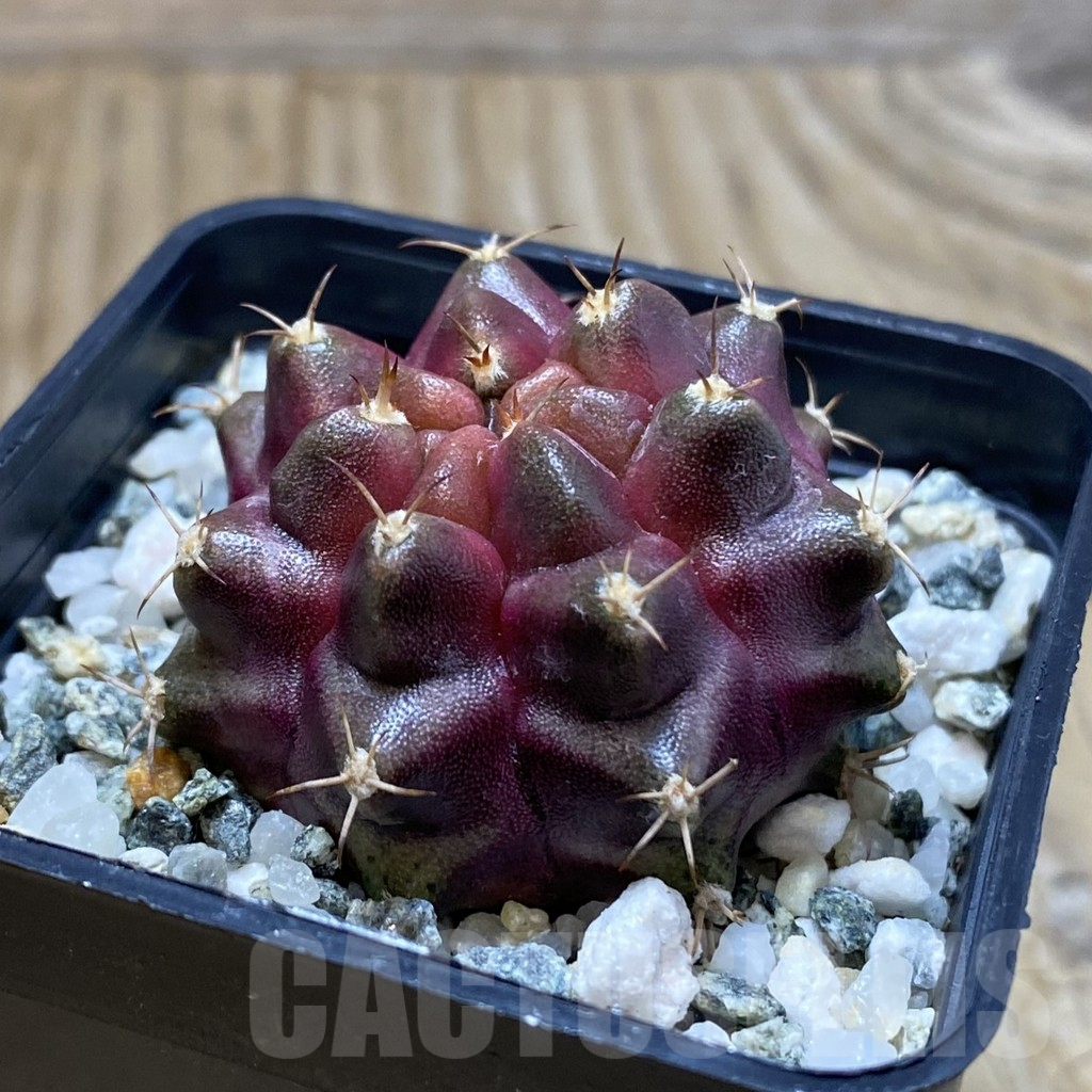 SH9852 Gymnocalycium mihanovichii ‘Purple Nebula’ - Image 2