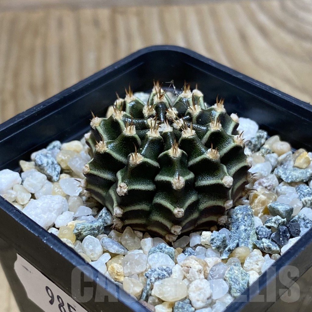 SH9853 Gymnocalycium mihanovichii ‘Tinkerbell’ - Imagen 2