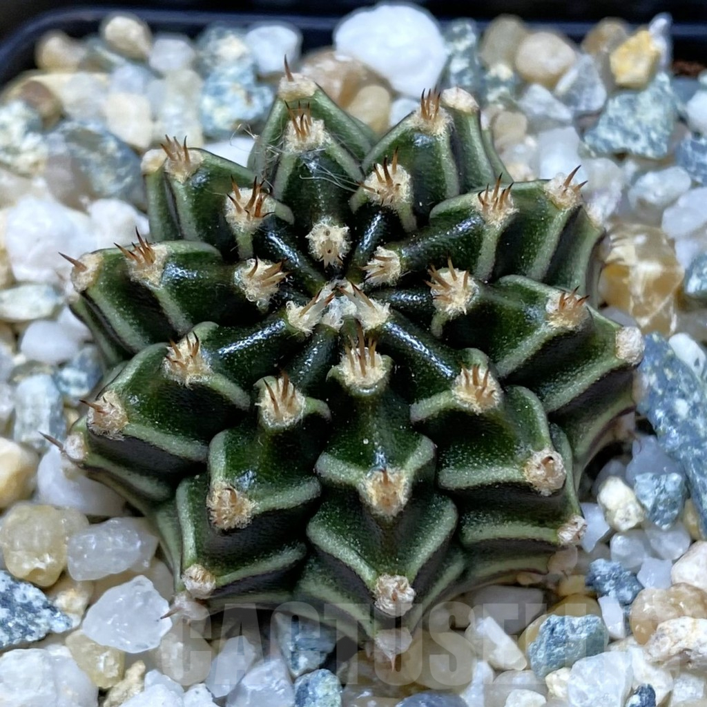 SH9853 Gymnocalycium mihanovichii ‘Tinkerbell’