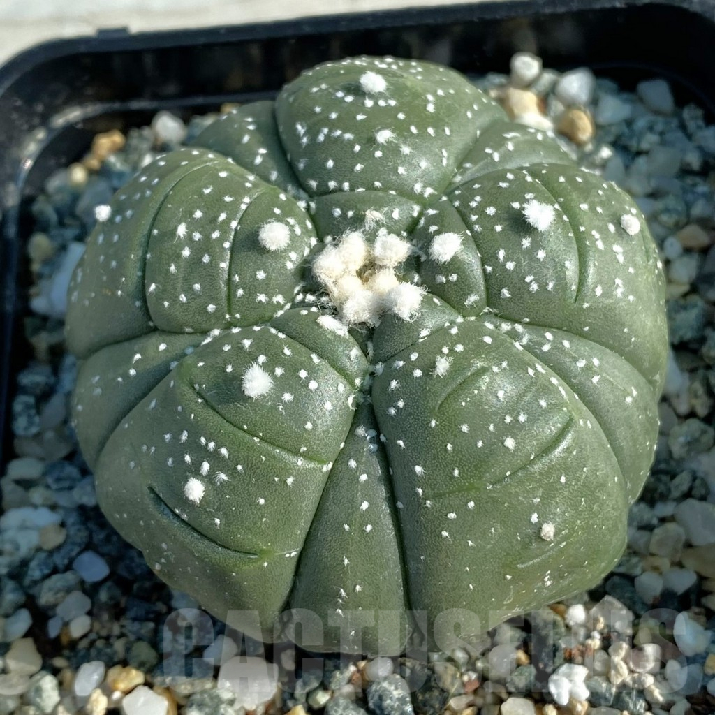 SH9806 Astrophytum asterias ‘Kikko’, 5-ribs