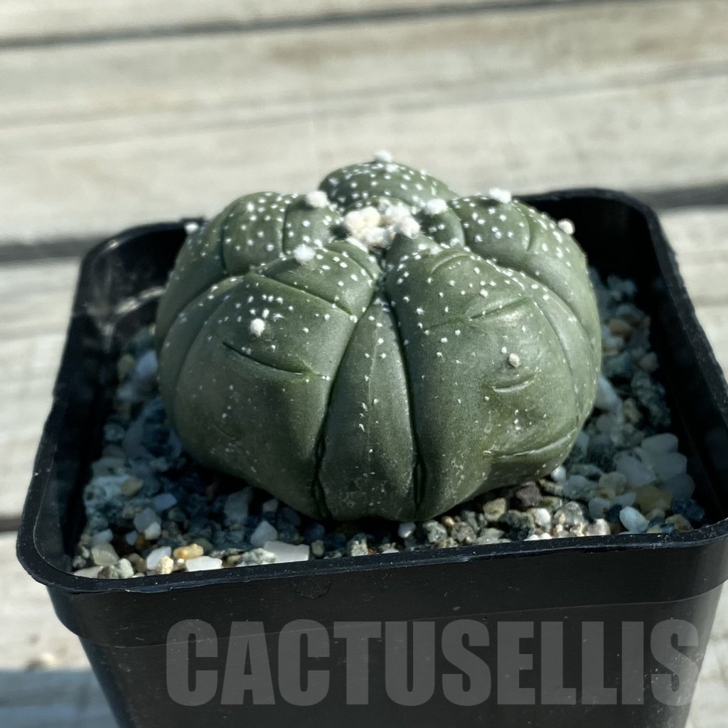SH9806 Astrophytum asterias ‘Kikko’, 5-ribs - Зображення 2