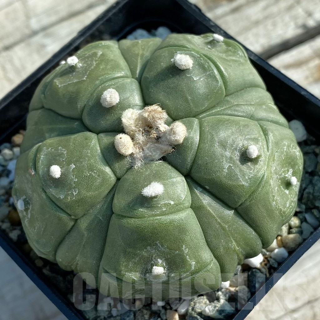 SH9807 Astrophytum asterias ‘Kikko’, 5-ribs