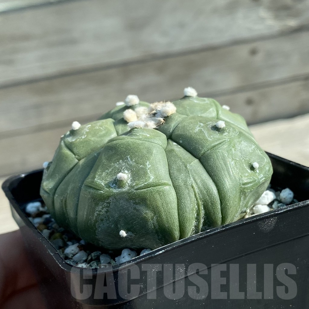 SH9807 Astrophytum asterias ‘Kikko’, 5-ribs - Image 2