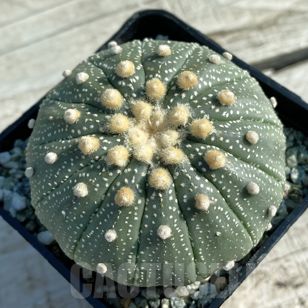SH9808 Astrophytum asterias f. multicostatum