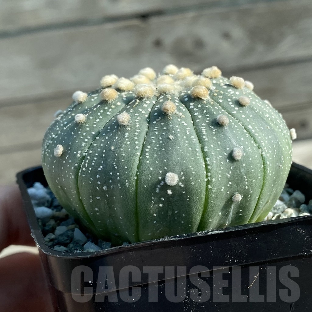 SH9808 Astrophytum asterias f. multicostatum - Imagen 2