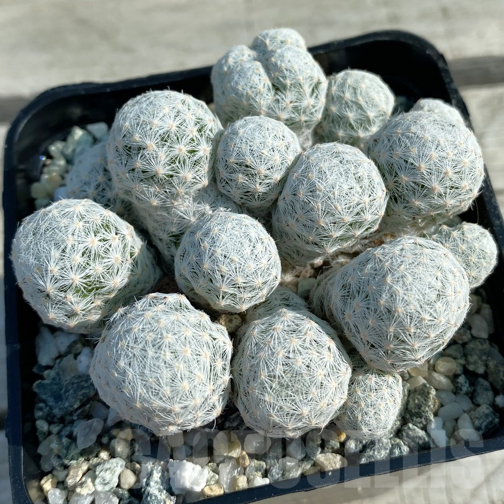 SH9813 Mammillaria humboldtii v. caespitosa