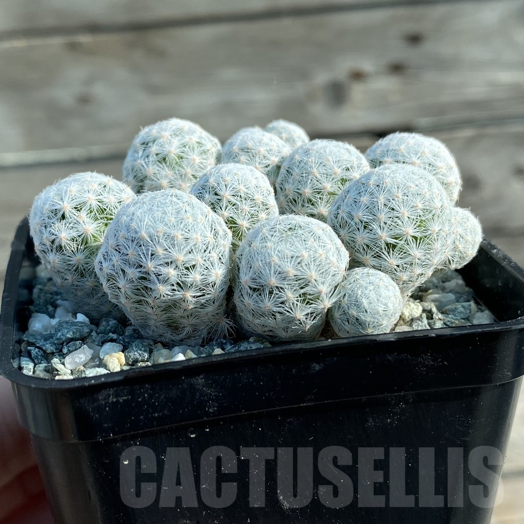 SH9813 Mammillaria humboldtii v. caespitosa - Imagen 2