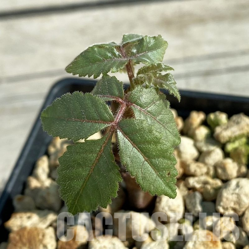 SH9815 Beiselia mexicana