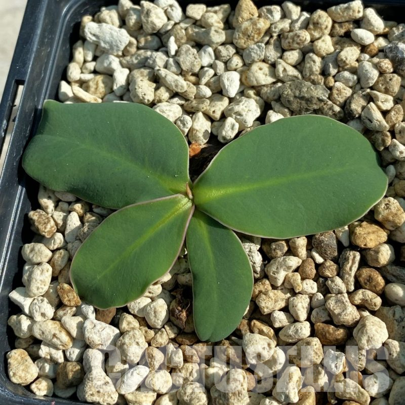 SH9818 Monadenium orobanchoides