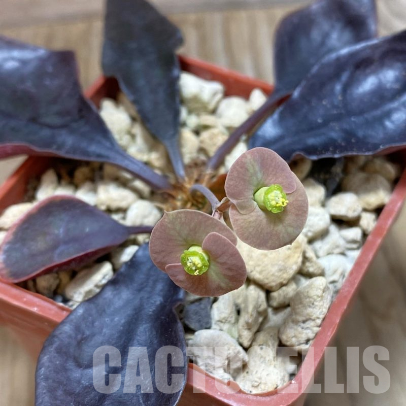 SH9819 Euphorbia francoisii hybrid