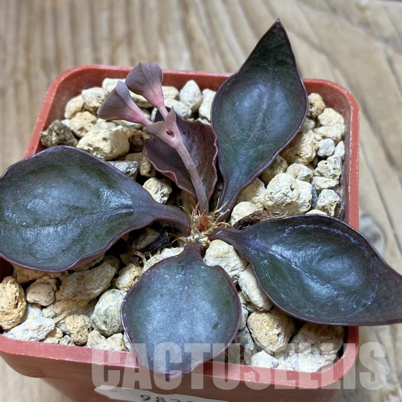 SH9820 Euphorbia francoisii hybrid