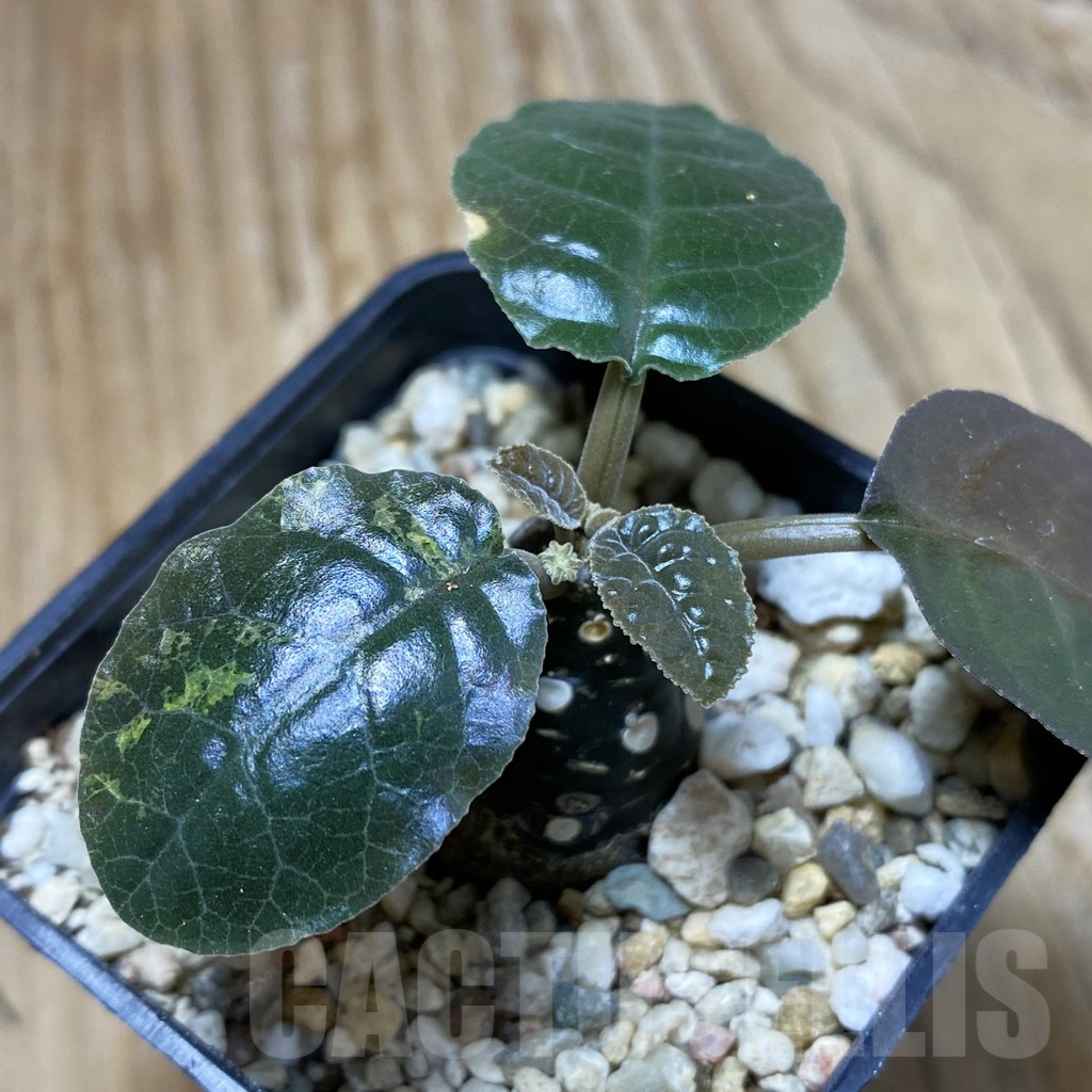 SH9824 Dorstenia foetida ex f. variegata