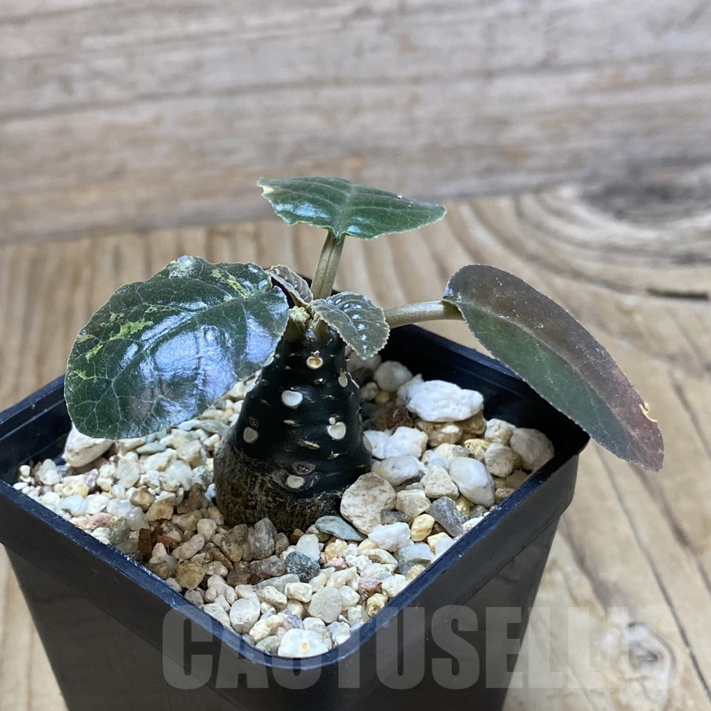 SH9824 Dorstenia foetida ex f. variegata - Image 2