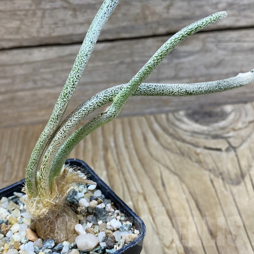 SH9825 Astrophytum caput-medusae, seedling