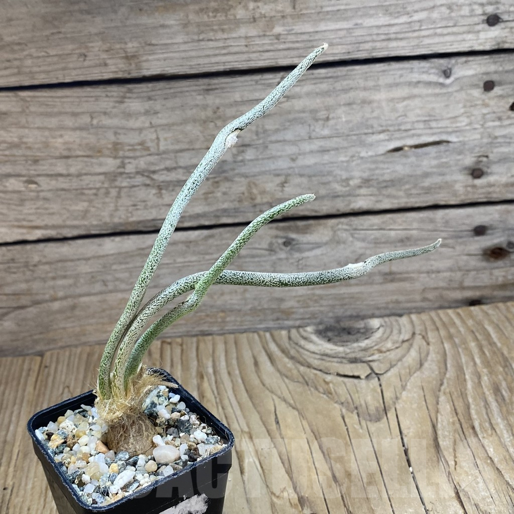 SH9825 Astrophytum caput-medusae, seedling - Imagen 2