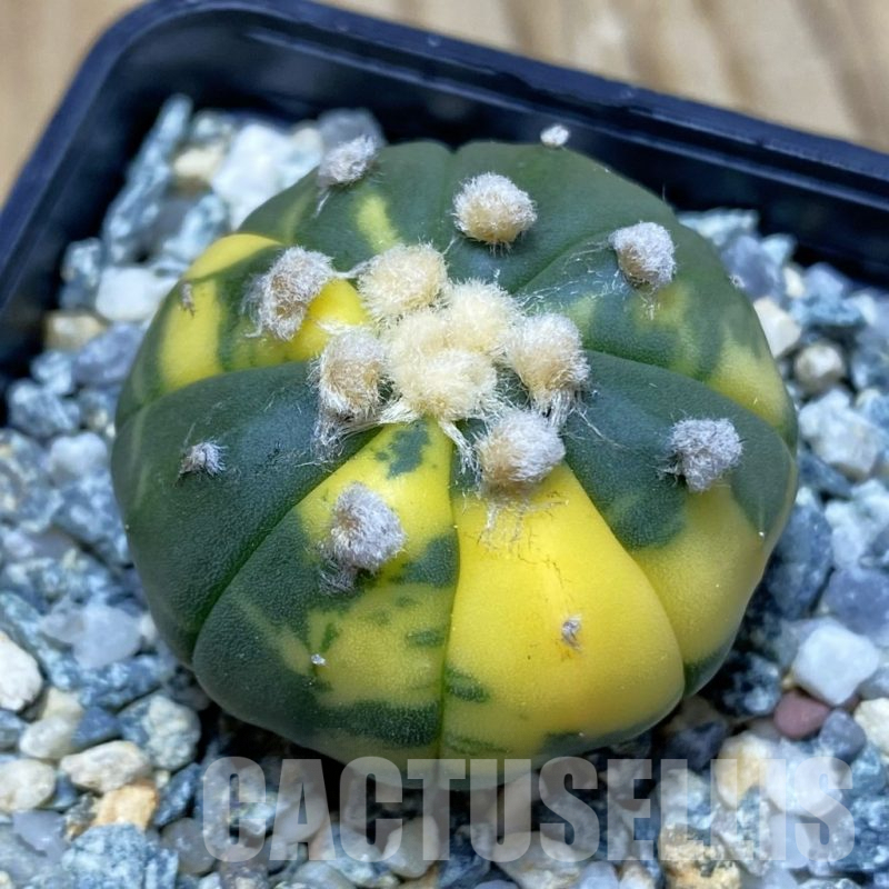 SH9827 Astrophytum asterias f. variegata