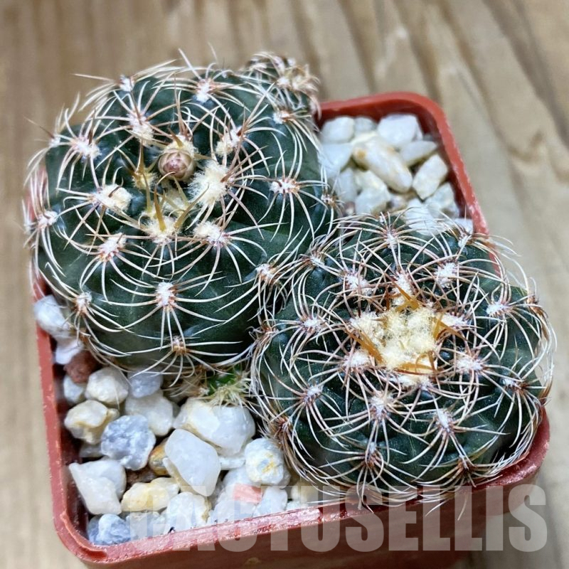 SH10053 Gymnocalycium bruchii v. hossei, 2 plants