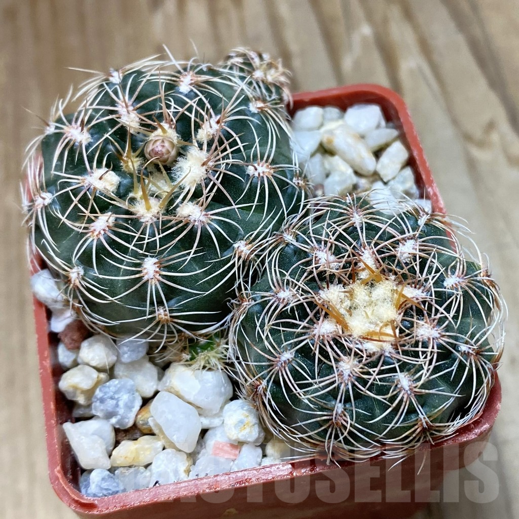 SH10053 Gymnocalycium bruchii v. hossei, 2 plants