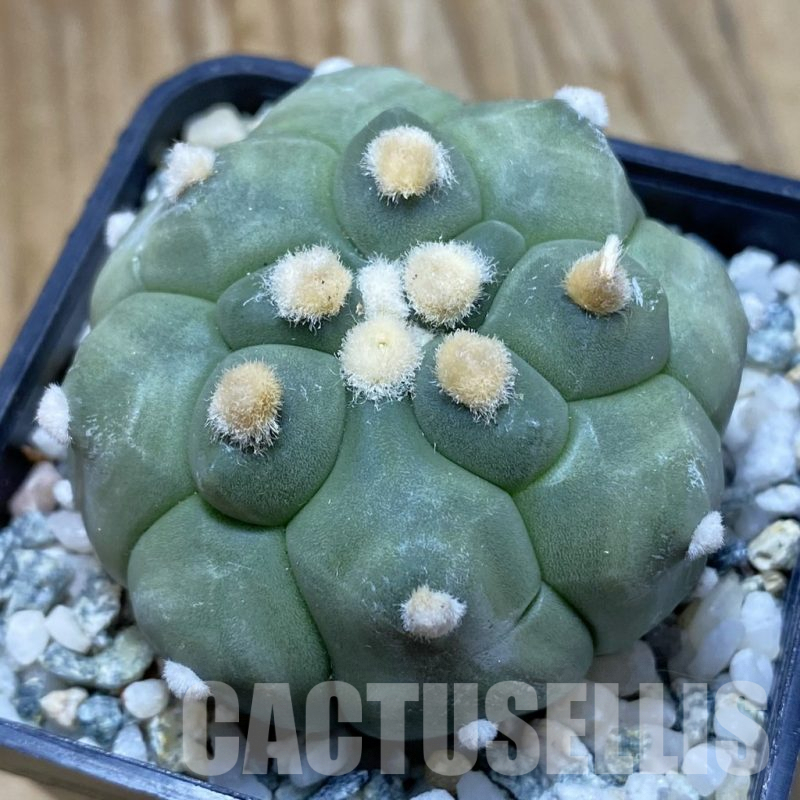 SH10085 Astrophytum asterias ‘Kikko’