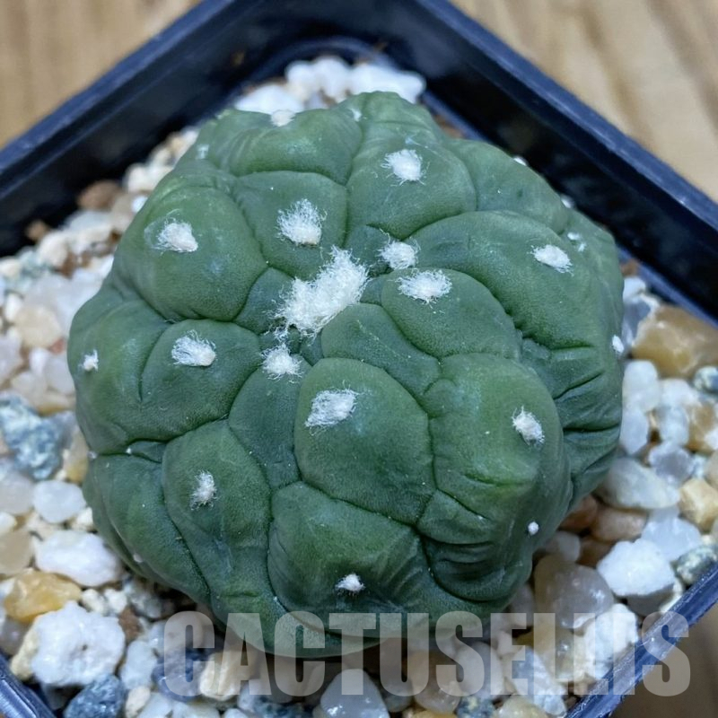 SH10086 Astrophytum asterias ‘Kikko Lizart Skin’