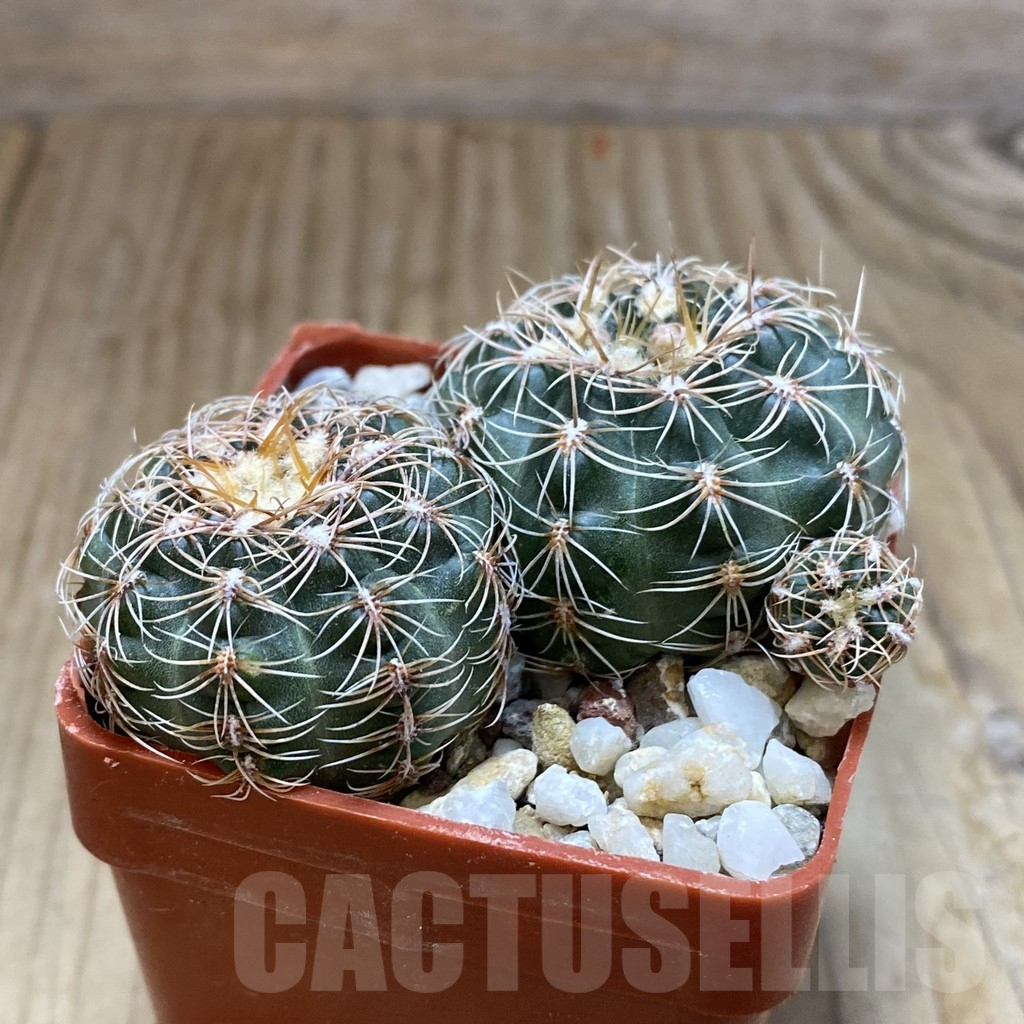 SH10053 Gymnocalycium bruchii v. hossei, 2 plants - Image 2