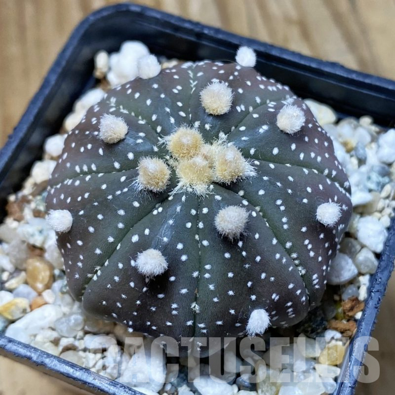 SH10090 Astrophytum asterias 'Purple Skin'