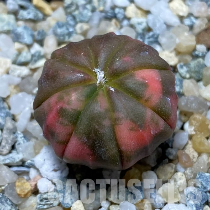 SH10091 Astrophytum asterias 'Red Purple Skin' f. variegata