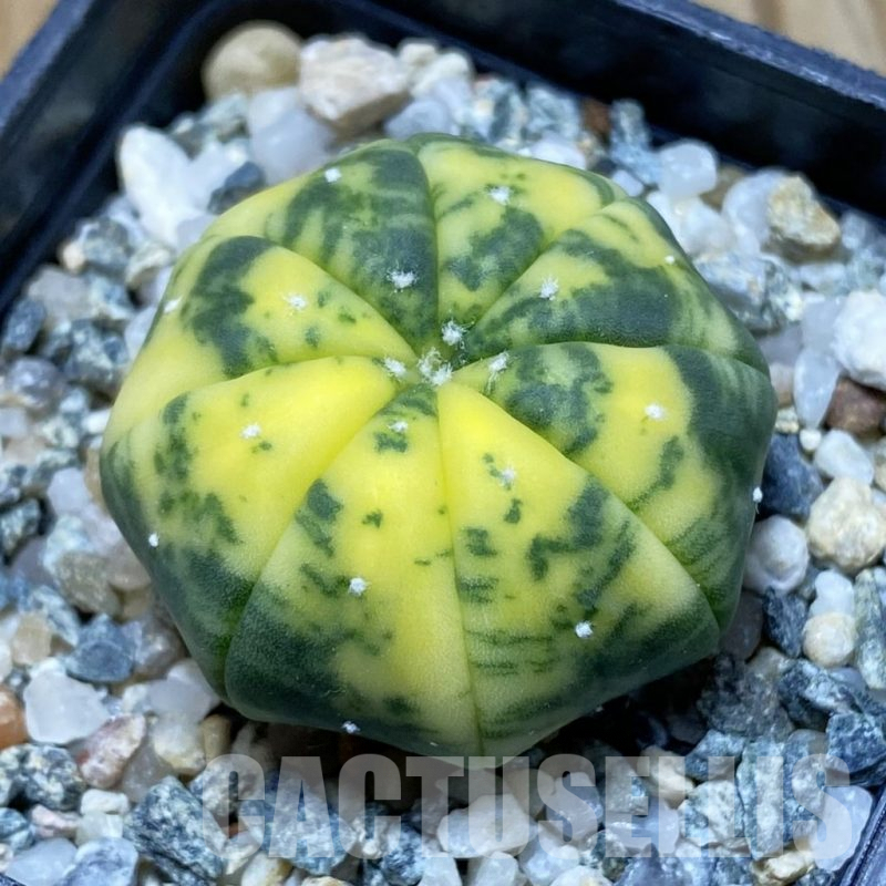 SH10093 Astrophytum asterias f. variegata