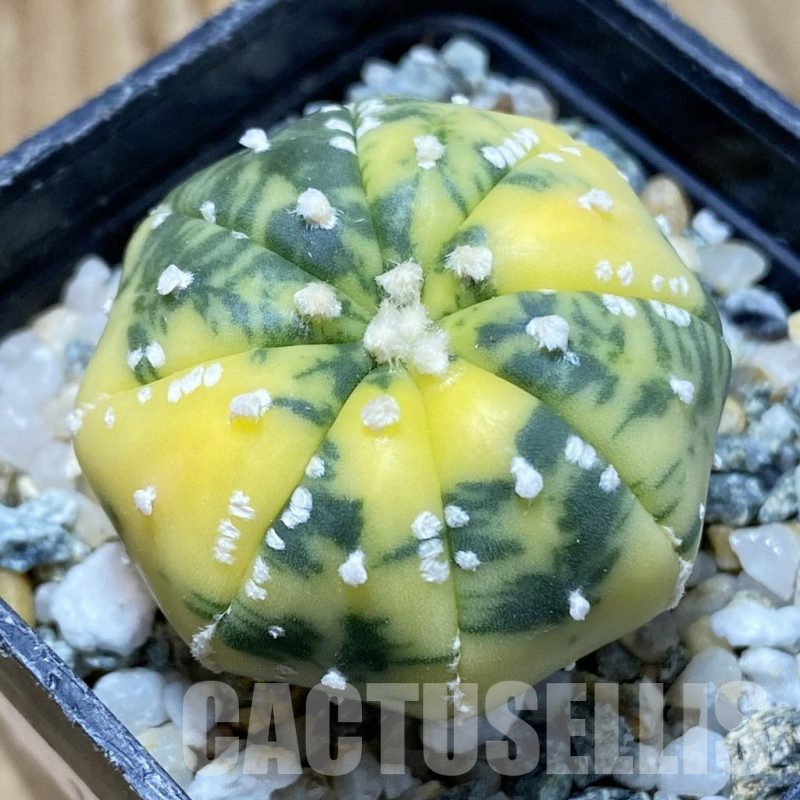 SH10094 Astrophytum asterias f. variegata