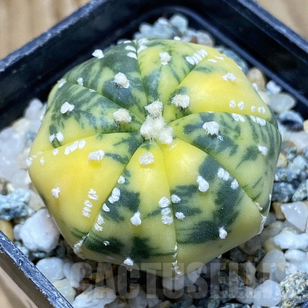 SH10094 Astrophytum asterias f. variegata