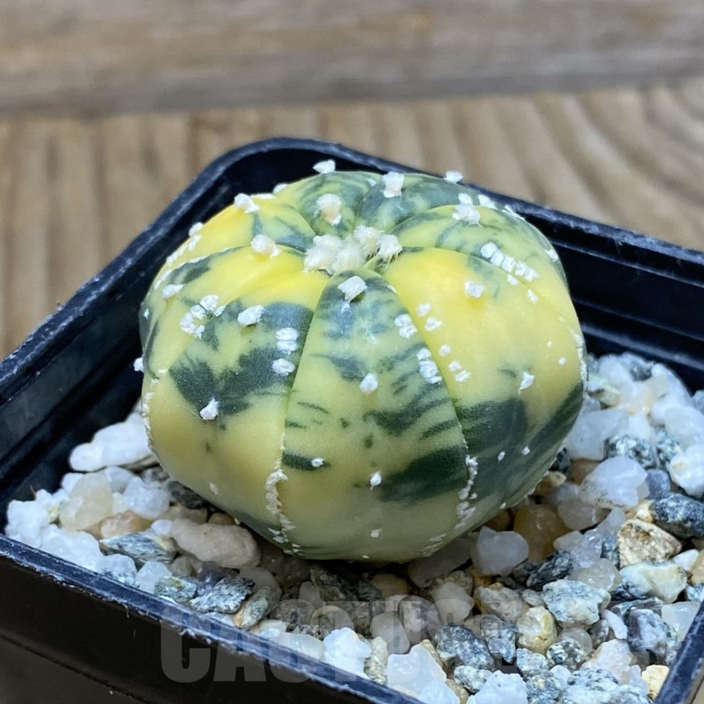 SH10094 Astrophytum asterias f. variegata - Image 2