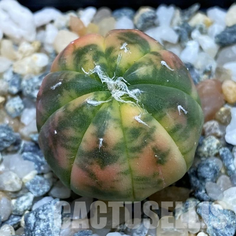 SH10096 Astrophytum asterias 'Red Purple Skin' f. variegata